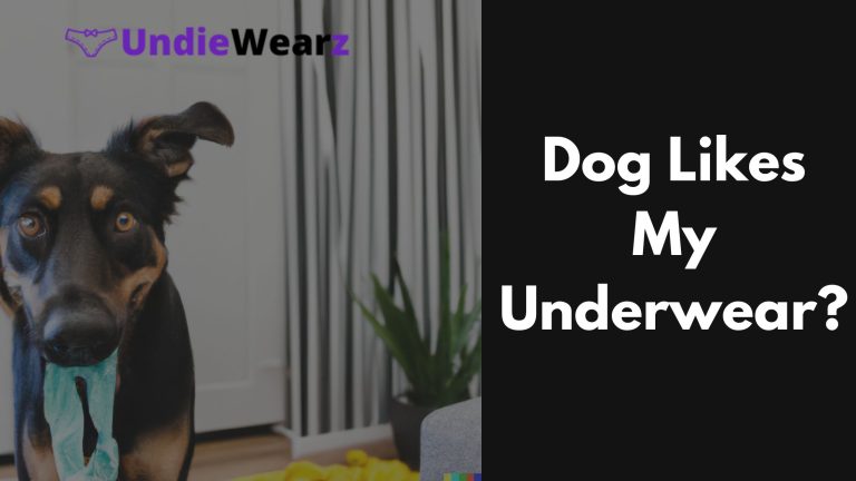 8 Reasons Why Your Dog Likes Underwear